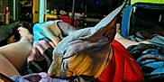 Beerus Rivera joined the competition — help win amazing prizes! sphynx_cat, hairless_cat, cat, orange_sweater, blanket, bed, indoors, cozy, resting, pet, feline, animal, domestic_animal, sleeping_cat, soft_lighting, warm_colors, room, furniture, relaxation, comfort