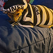 Beerus Rivera is registered to the contest to win money with this photo: cat, sphynx_cat, clothing, hoodie, striped, prisoner_costume, bed, blanket, indoor, pet, animal, feline, resting, cute, costume, quilt, tattooed_person, blue, warm_lighting, cozy