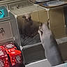 Beerus Rivera joined the competition — help win amazing prizes! cat, gray_cat, white_cat, animal, pet, standing, curious, looking, reflection, pet_enclosure, cage, indoor, bedroom, blanket, furniture, storage, soda_boxes, cozy, vertical_photo, domestic_scene