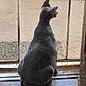 Beerus Rivera joined the competition — help win amazing prizes! cat, gray_cat, sitting, indoors, window, screen_door, tile_floor, back_view, animal, pet, short_hair, pointed_ears, tail, daylight, outdoor_view, home, portrait, vertical_photo, watching, calm