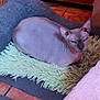 Beerus Rivera is registered to the contest to win money with this photo: sphynx_cat, hairless_cat, pet_bed, green_mat, gray_bed, pink_cat_tree, tile_floor, indoor, cat, pet, feline, relaxed, resting, animal, cozy, soft_furniture, domestic, quiet, comfortable, sleepy