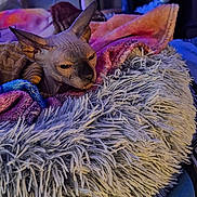 Moka Rivera joined the competition — help win amazing prizes! animal, bed, blanket, cat, closeup, colorful, cozy, cute, furless, furniture, furry, home, indoor, pet, relaxed, resting, shaggy, sphynx_cat, toy, warm