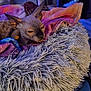 sphynx_cat, cat, pet, bed, blanket, furry, indoor, cozy, animal, furniture, toy, colorful, shaggy, resting, closeup, warm, cute, furless, relaxed, home