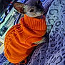 sphynx_cat, cat, hairless_cat, orange_sweater, knitted_clothing, blanket, leopard_print, indoor, pet, feline, cozy, resting, curious, soft_lighting, animal, furless, cute, warm_clothing, domestic_animal, relaxing