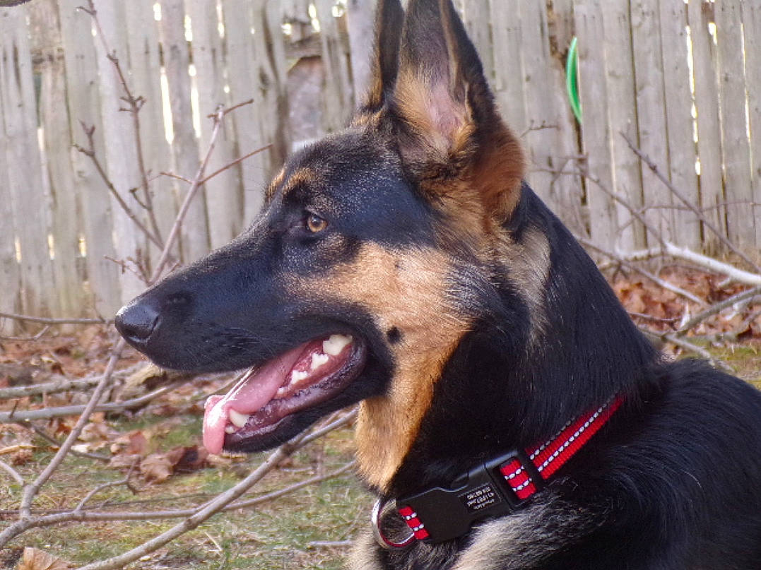 Ada is registered to the contest to win money with this photo: belgian_shepherd, belgian_shepherd_malinois, black_and_tan_terrier, bohemian_shepherd, canidae, carnivore, dog, dog_breed, east_european_shepherd, german_shepherd_dog, king_shepherd, kunming_wolfdog, mammal, old_german_shepherd_dog, police_dog, rare_breed_dog, shiloh_shepherd_dog, snout, vertebrate, working_dog