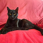 Beaux-Yeux a rejoint le concours — aidez-le/la à gagner de superbes lots ! black_cat, cat, pet, animal, feline, indoor, relaxed, couch, blanket, red_blanket, yellow_eyes, fur, whiskers, tail, paw, domestic_cat, resting, close_up, household, comfort