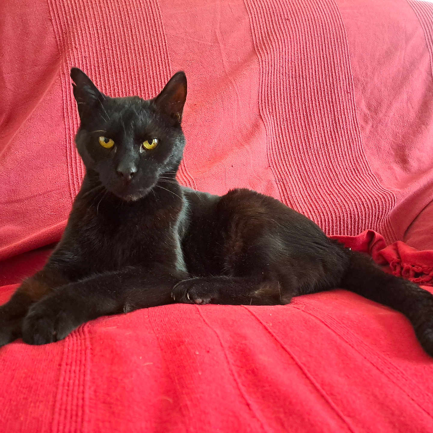 Beaux-Yeux
