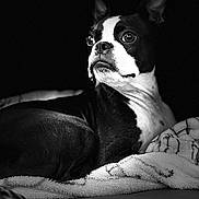 Otis joined the competition — help win amazing prizes! dog, boston_terrier, black_and_white, pet, animal, portrait, blanket, resting, cozy, fur, ears, eyes, nose, whiskers, indoor, close_up, looking_away, texture, contrast, monochrome