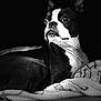dog, boston_terrier, black_and_white, pet, animal, portrait, blanket, resting, cozy, fur, ears, eyes, nose, whiskers, indoor, close_up, looking_away, texture, contrast, monochrome