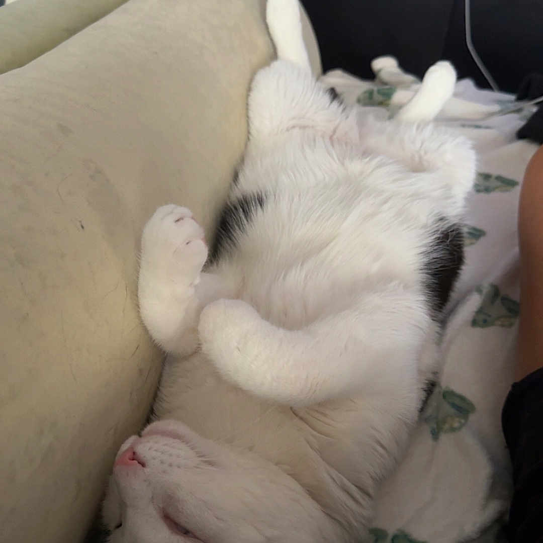 Jude joined the competition — help win amazing prizes! animal, architecture, building, cat, chair, computerhardware, couch, cushion, electronics, furniture, hardware, indoors, kitten, livingroom, monitor, person, pet, room, screen, sleeping