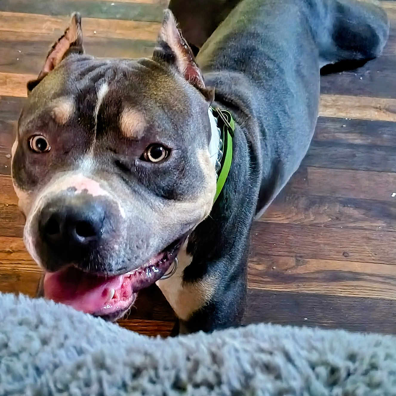 Zolo