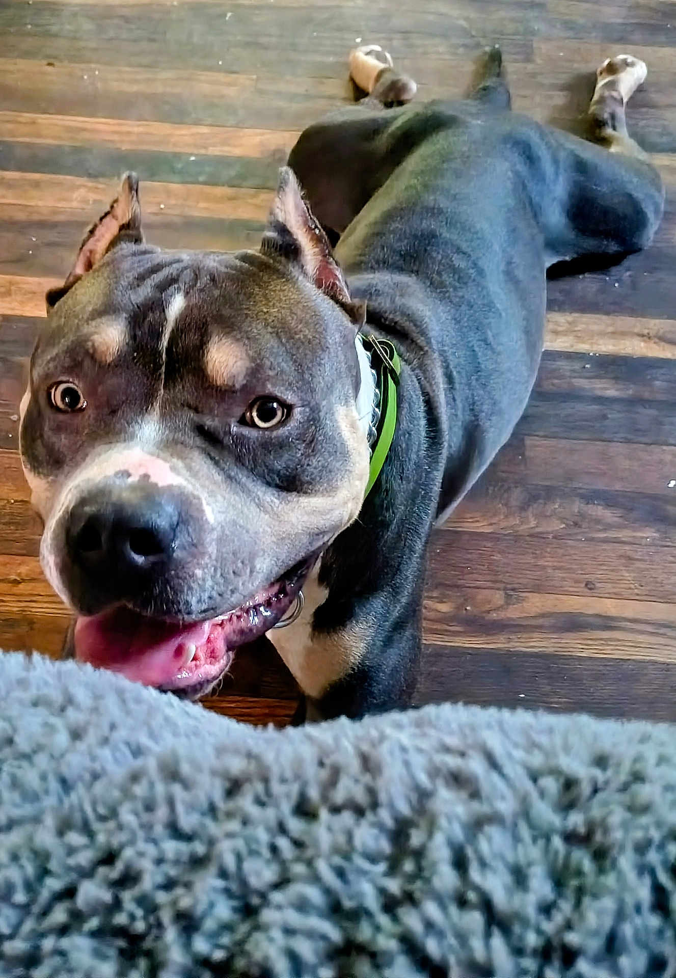 Zolo