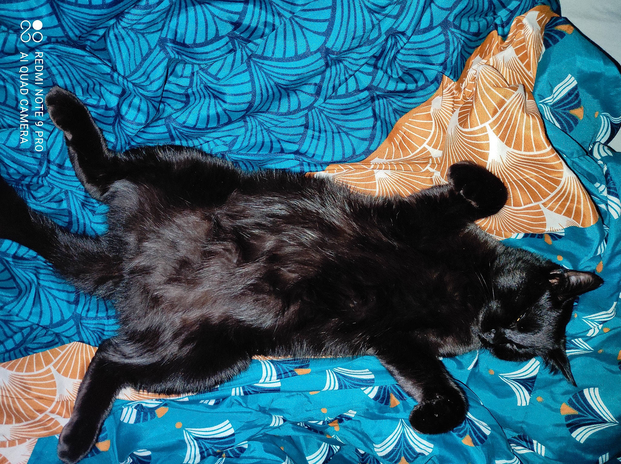 Spartacus participe au concours pour gagner de l'argent avec cette photo : black_cat, blue, bombay, carnivore, cat, claw, comfort, dog_breed, domestic_short_haired_cat, felidae, fur, liver, pattern, paw, small_to_medium_sized_cats, snout, sporting_group, tail, terrestrial_animal, whiskers