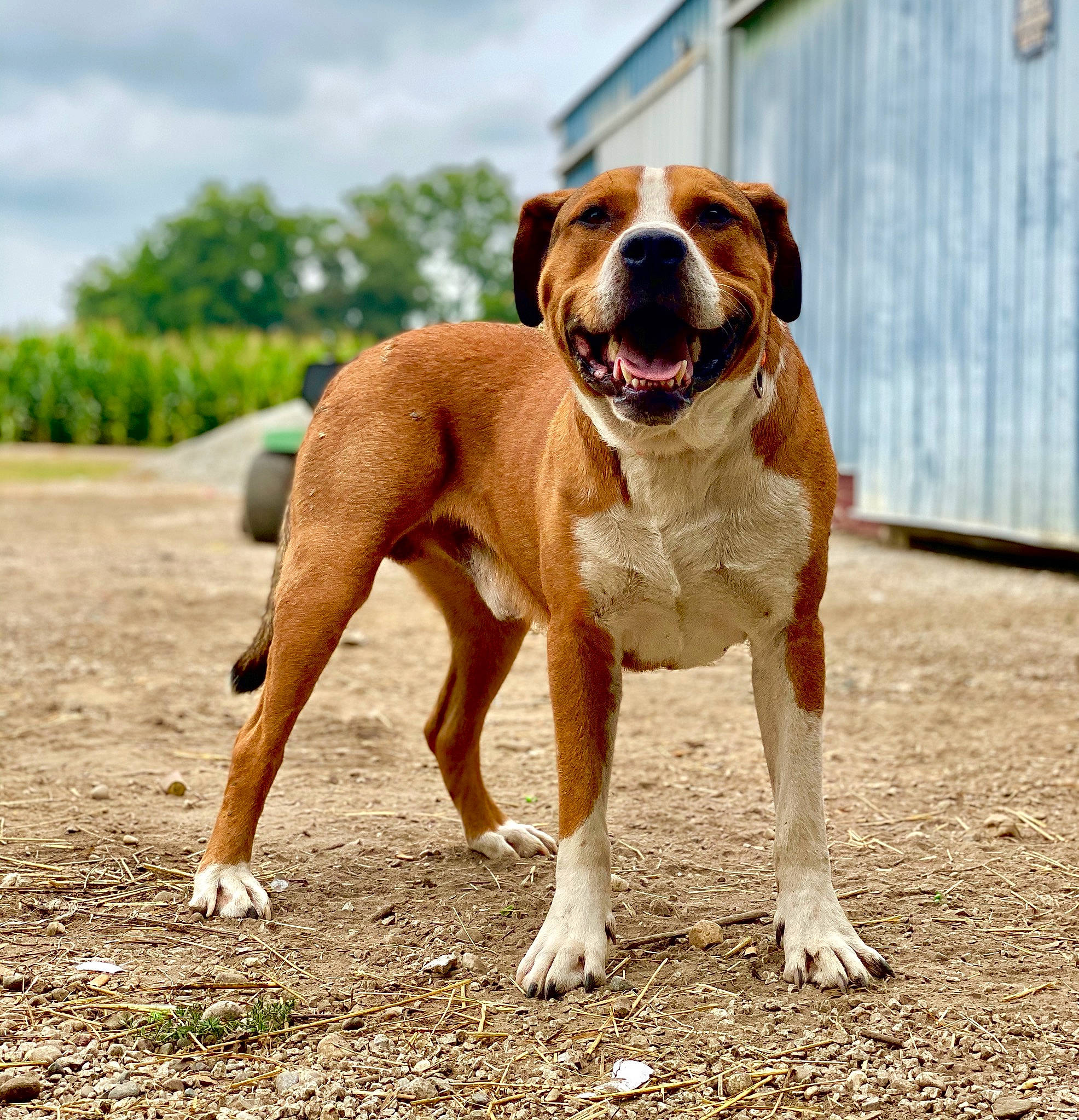 Hoss joined the competition — help win amazing prizes! american_bulldog, american_pit_bull_terrier, american_staffordshire_terrier, ancient_dog_breeds, bulldog, canidae, carnivore, dog, dog_breed, fawn, hunting_dog, mammal, molosser, non_sporting_group, olde_english_bulldogge, perro_de_presa_mallorquin, rare_breed_dog, sporting_group, valley_bulldog, vertebrate