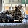 cat, tabby_cat, feline, pet, whiskers, paw, blanket, bed, window, bokeh, indoor, cozy, looking_up, stripes, fur, paw_pads, resting, sunlight, closeup, domestic_cat
