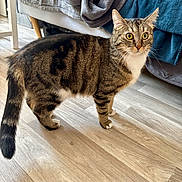 Gnocchi a rejoint le concours — aidez-le/la à gagner de superbes lots ! cat, tabby_cat, domestic_cat, adult_cat, green_eyes, whiskers, tail, paws, white_chest, striped_fur, indoor, bed, blanket, furniture, hardwood_floor, wood_flooring, floor, pet, alert, portrait