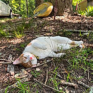 Cody is registered to the contest to win money with this photo: animal, cabin, car, cat, collar, daylight, forest, grass, ground, kayak, leaves, nature, outdoor, pet, plants, relaxed, resting, sunlight, tree, wildlife