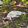 animal, cabin, car, cat, collar, daylight, forest, grass, ground, kayak, leaves, nature, outdoor, pet, plants, relaxed, resting, sunlight, tree, wildlife