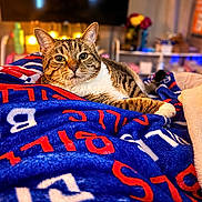 Toby is registered to the contest to win money with this photo: animal, bed, blanket, cat, close_up, colorful, cozy, ears, indoors, living_room, lying_down, pet, portrait, staring, striped_fur, tabby_cat, television, warm_lighting, whiskers, white_paws