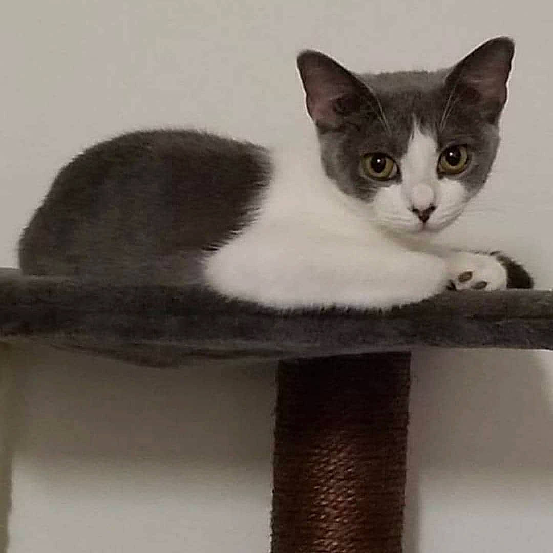 Mia joined the competition — help win amazing prizes! black_and_white, carnivore, cat, cat_furniture, cat_supply, domestic_short_haired_cat, felidae, grey, iris, monochrome_photography, pet_supply, small_to_medium_sized_cats, snout, style, tail, terrestrial_animal, vertebrate, whiskers, white