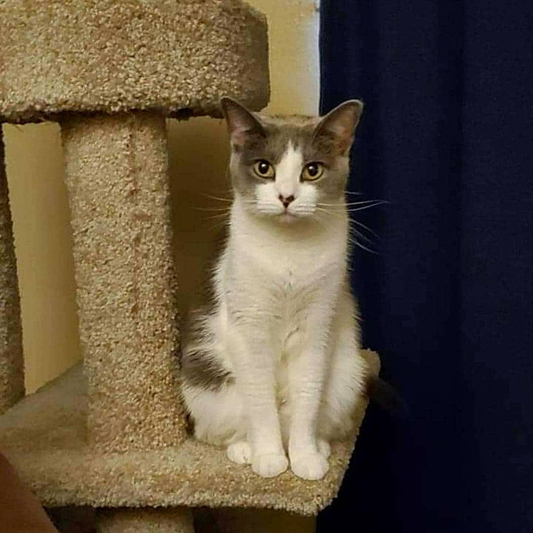 Mia joined the competition — help win amazing prizes! beige, carnivore, cat, cat_furniture, cat_supply, domestic_short_haired_cat, fawn, felidae, fur, grey, mammal, paw, pet_supply, small_to_medium_sized_cats, snout, tail, terrestrial_animal, vertebrate, whiskers