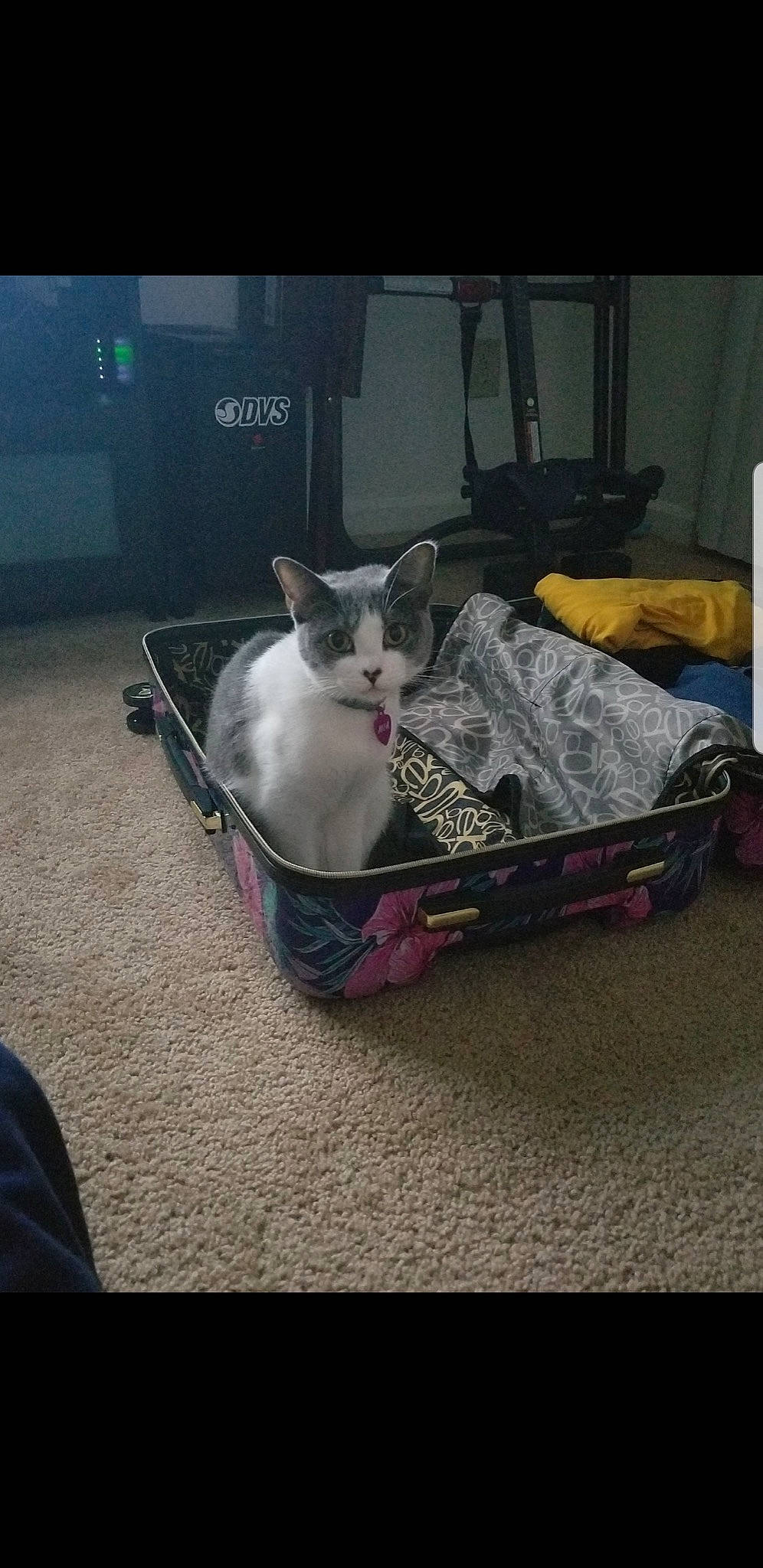 Mia joined the competition — help win amazing prizes! baggage, box, carnivore, cat, collar, domestic_short_haired_cat, felidae, pet_supply, small_to_medium_sized_cats, vertebrate, whiskers