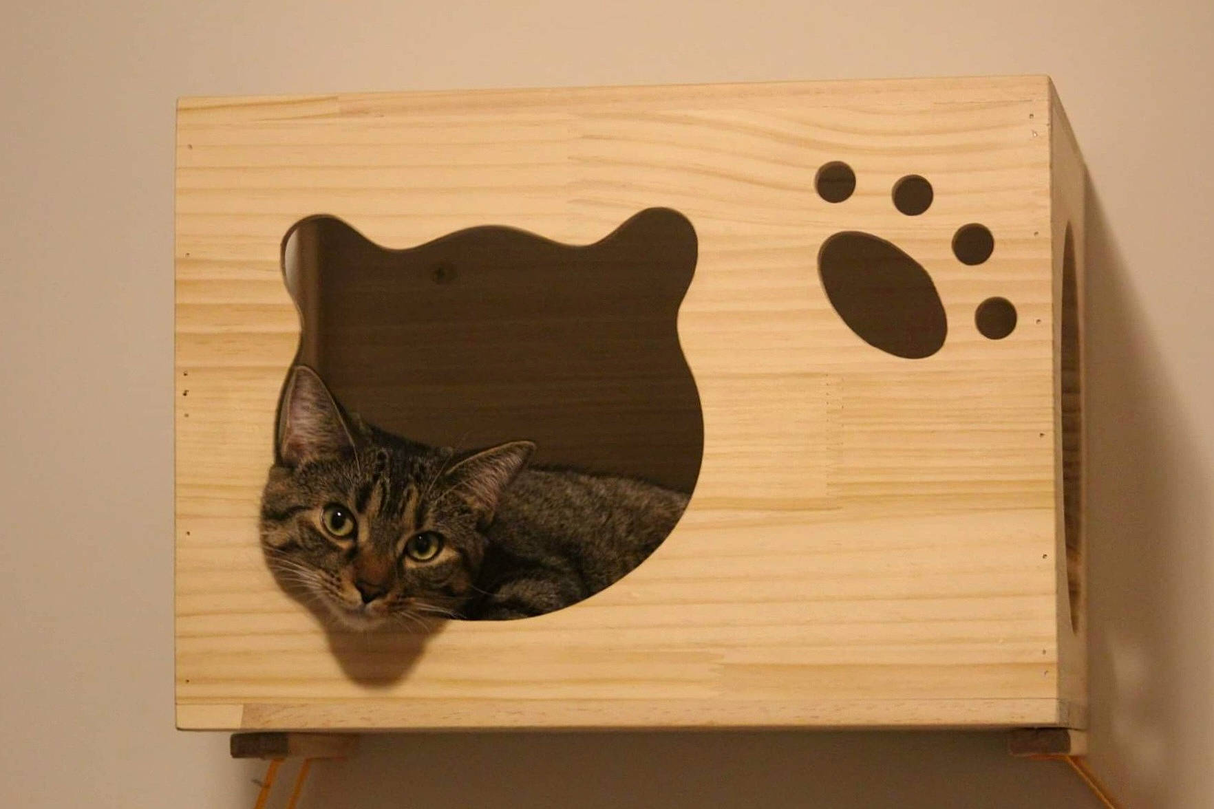 Tippy is registered to the contest to win money with this photo: beige, carnivore, cat, domestic_short_haired_cat, felidae, hardwood, pet_supply, plywood, rectangle, small_to_medium_sized_cats, snout, vertebrate, whiskers, wood, wood_stain