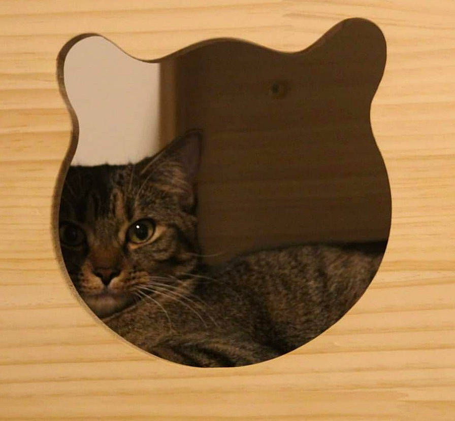 Tippy joined the competition — help win amazing prizes! beige, brown, carnivore, cat, cat_furniture, cat_supply, domestic_short_haired_cat, felidae, grey, hardwood, pet_supply, plywood, small_to_medium_sized_cats, snout, tail, vertebrate, whiskers, wood, wood_flooring, wood_stain