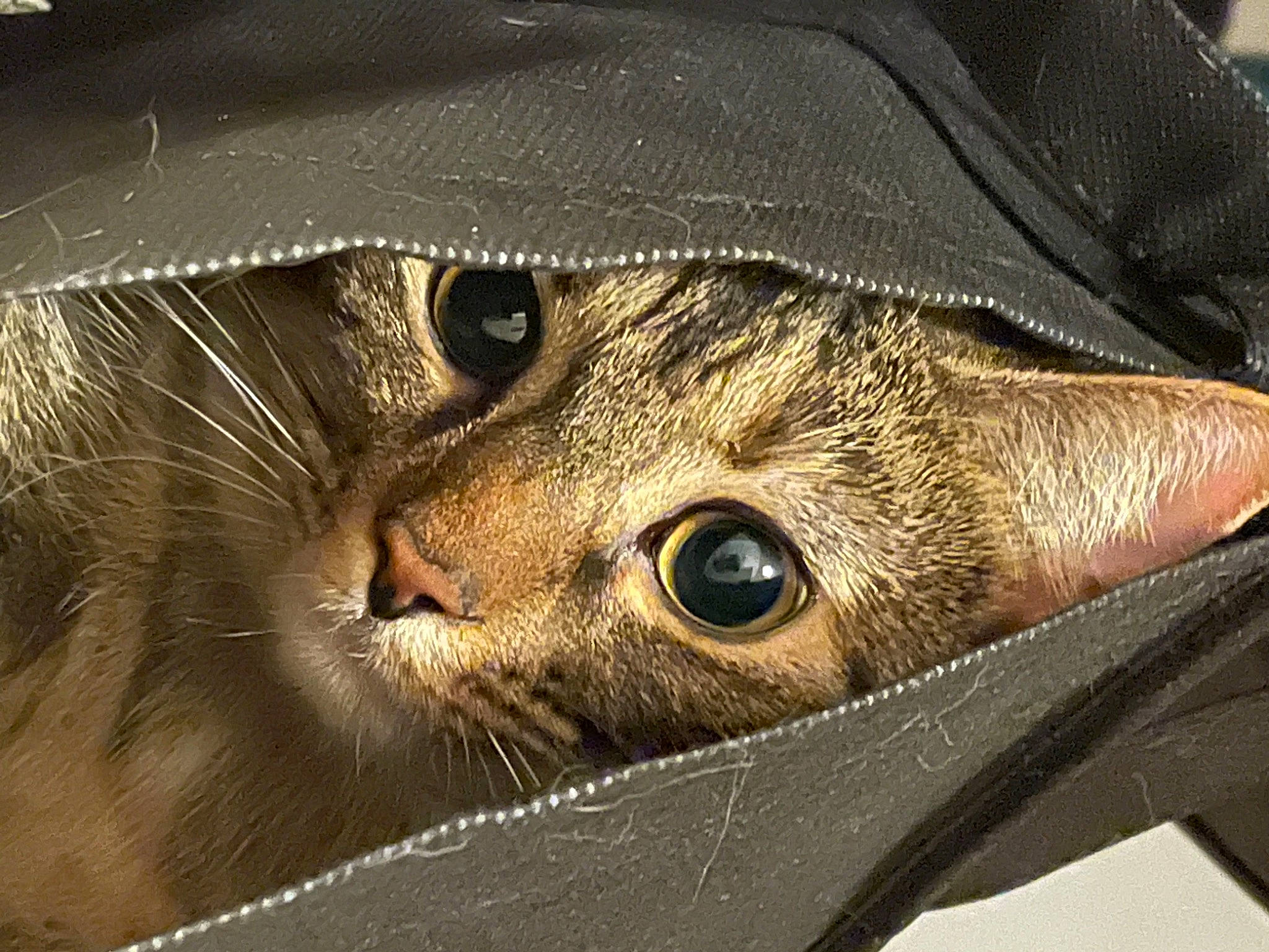 Tippy is registered to the contest to win money with this photo: bat, carnivore, cat, close_up, domestic_short_haired_cat, felidae, fur, hat, leather, macro_photography, metal, small_to_medium_sized_cats, snout, terrestrial_animal, whiskers, wildlife, wood, wrinkle