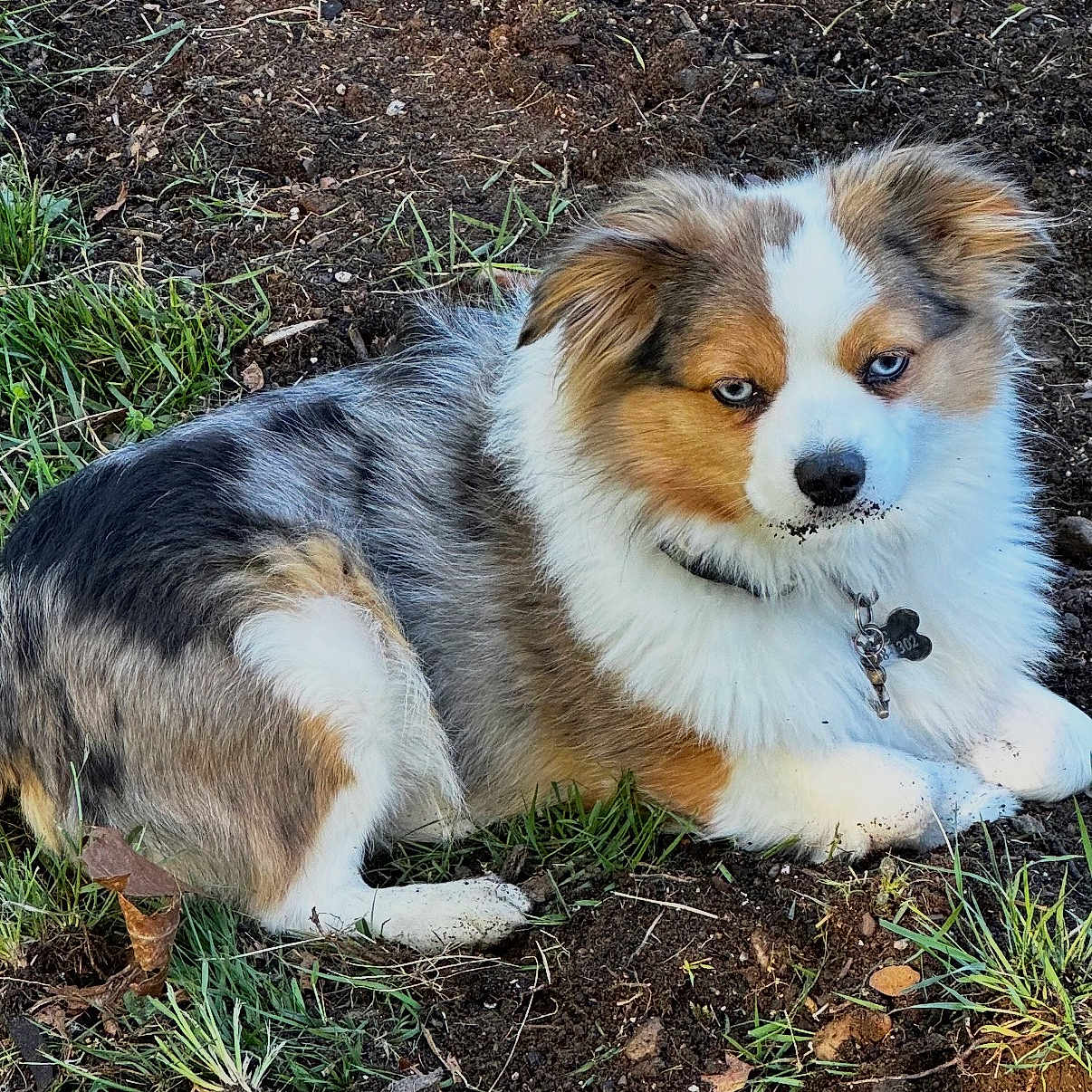 Mac Aka Bubba is registered to the contest to win money with this photo: animal, blue_eyes, canine, collar, cute, dirt, dog, ears, earth, fluffy, fur, grass, laying_down, nature, outdoor, pet, portrait, relaxed, snout, tag