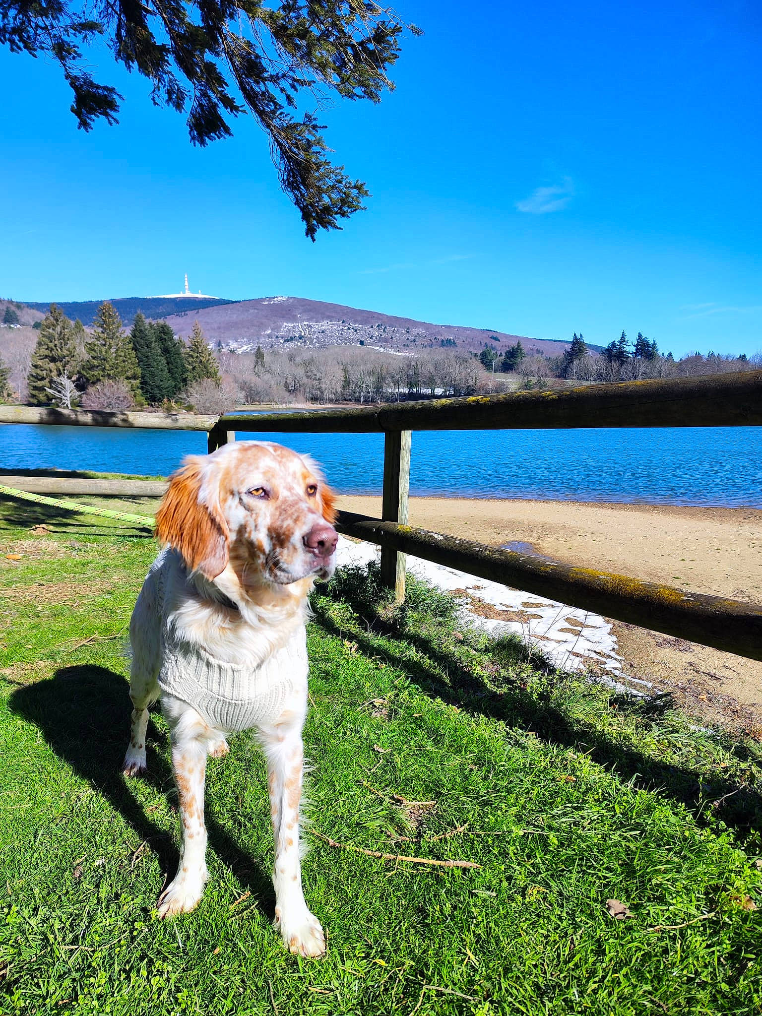 Tex participe au concours pour gagner de l'argent avec cette photo : carnivore, collar, companion_dog, dog, dog_breed, fawn, grass, horizon, lake, landscape, leisure, natural_landscape, outdoor_furniture, plant, sky, sporting_group, tail, tree, water, working_animal