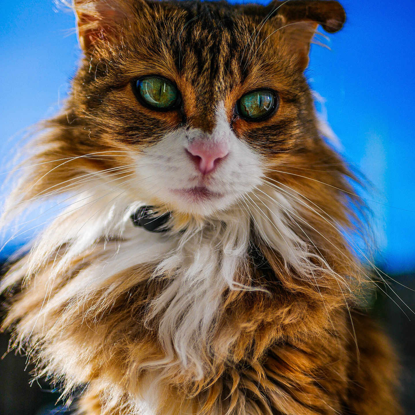 Lili participe au concours pour gagner de l'argent avec cette photo : abyssinian, angora, animal, cat, hardwood, kitten, manx, pet, wood