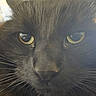 Scar is registered to the contest to win money with this photo: cat, black_cat, close_up, face, whiskers, eyes, fur, pet, animal, domestic_cat, portrait, mammal, indoor, feline, curious, closeup, looking, soft_light, whisker, nose