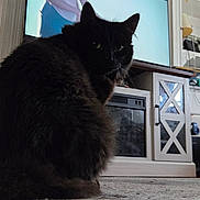 Scar is registered to the contest to win money with this photo: black_cat, cat, pet, indoor, carpet, television, furniture, cabinet, room, home, silhouette, sitting, looking, animal, mammal, domestic_animal, furry, curious, cozy, living_room