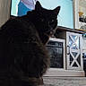 black_cat, cat, pet, indoor, carpet, television, furniture, cabinet, room, home, silhouette, sitting, looking, animal, mammal, domestic_animal, furry, curious, cozy, living_room