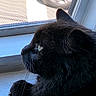 Scar is registered to the contest to win money with this photo: black_cat, cat, pet, window, windowsill, screen, paw, fur, whiskers, side_view, indoor, daylight, animal, closeup, looking_out, curious, feline, domestic_animal, resting, quiet