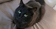 Scar joined the competition — help win amazing prizes! cat, black_cat, green_eyes, fluffy, pet, indoor, couch, furniture, resting, animal, cute, whiskers, tail, looking_up, cozy, domestic_animal, feline, soft, blurred, relaxed