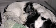 Nacho joined the competition — help win amazing prizes! dog, sleeping, black_and_white, bed, plush_toy, cozy, pet, resting, cute, fur, animal, indoors, nap, soft, companion, domestic_animal, relaxation, closeup, adorable, peaceful