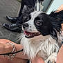 Nacho joined the competition — help win amazing prizes! dog, black_and_white, fluffy_fur, happy, tongue_out, pet, close_up, person, arm, pavement, shoes, urban, outdoor, canine, cute, animal, leash, smiling, companionship, friendly