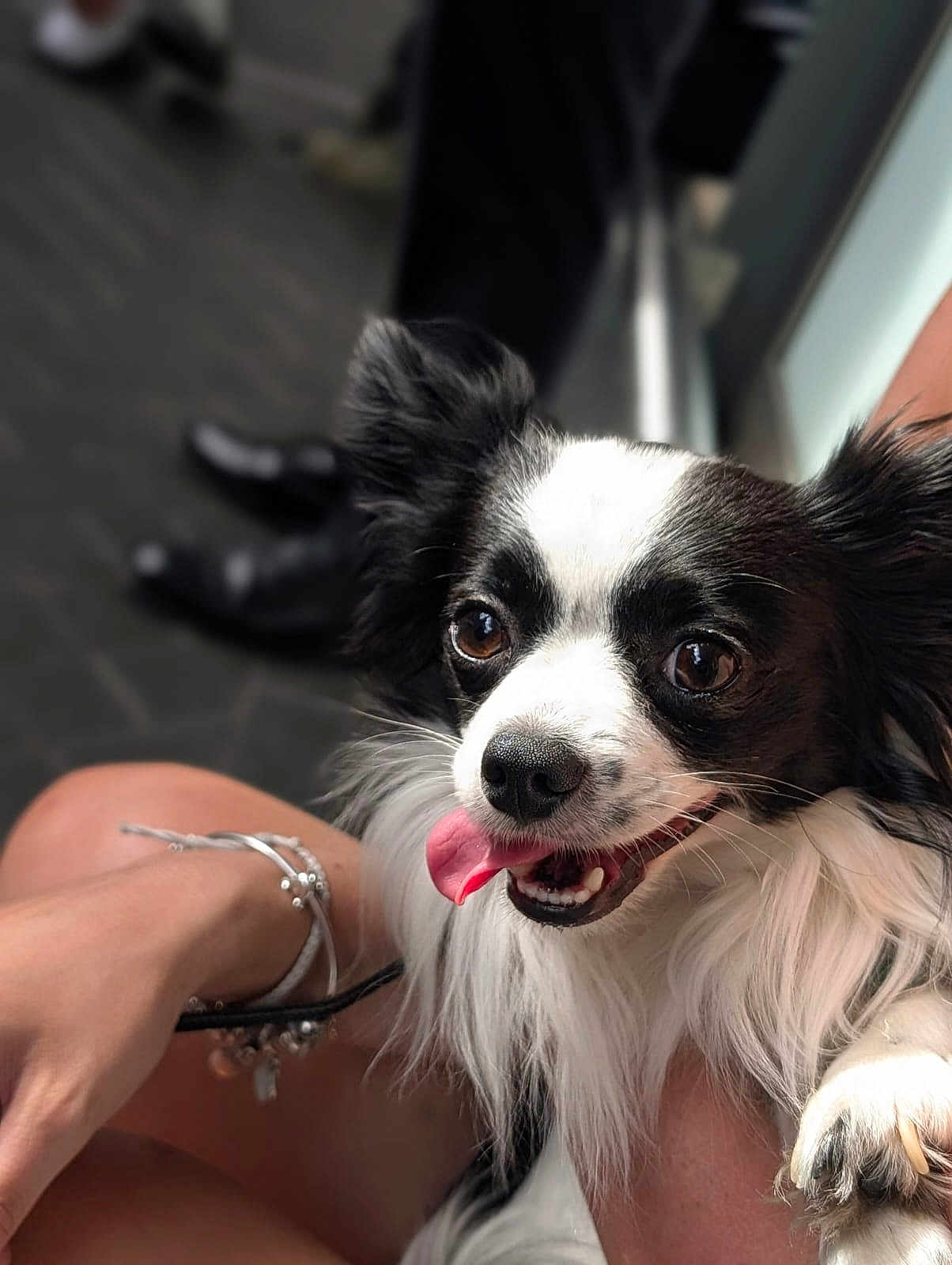 Nacho joined the competition — help win amazing prizes! dog, black_and_white, tongue_out, pet, close_up, happy, fluffy, ears, animal, companion, cute, person_hand, bracelet, fur, indoor, smiling, friendly, paw, looking, adorable