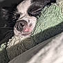 Nacho joined the competition — help win amazing prizes! dog, sleeping, close_up, black_and_white, nose, fur, blanket, cozy, pet, resting, snuggled, texture, soft, indoor, cute, peaceful, animal, mammal, whiskers, relaxed