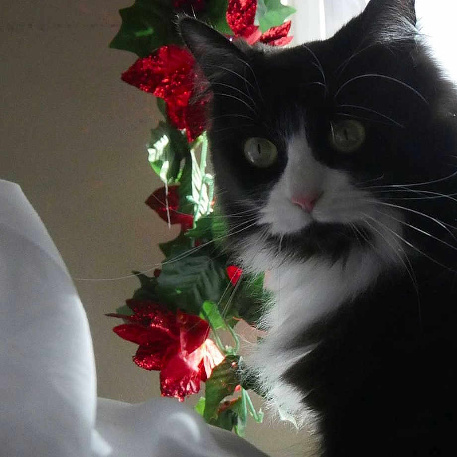 Gato joined the competition — help win amazing prizes! black_cat, cat, cat_like_mammal, domestic_short_haired_cat, flower, flowering_plant, kitten, norwegian_forest_cat, plant, small_to_medium_sized_cats, whiskers