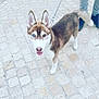 Oubo participe au concours pour gagner de l'argent avec cette photo : dog, husky, puppy, heterochromia, blue_eye, brown_eye, leash, pavement, outdoor, cobblestone, tongue_out, pet, canine, walking, fur, ears, tail, person, jeans, shoes