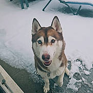 Oubo participe au concours pour gagner de l'argent avec cette photo : animal, backyard, canine, chair, cold, dog, ears, eyes, frozen, fur, heterochromia, husky, looking_up, lounge_chair, outdoor, pet, playful, smiling, snow, winter
