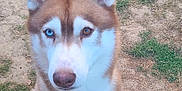 Oubo participe au concours pour gagner de l'argent avec cette photo : animal, blue_eye, brown_and_white_fur, brown_eye, canine, companion, cute, dirt, dog, ears_up, friendly, grass, heterochromia, looking_up, mammal, nature, outdoor, pet, siberian_husky, sitting