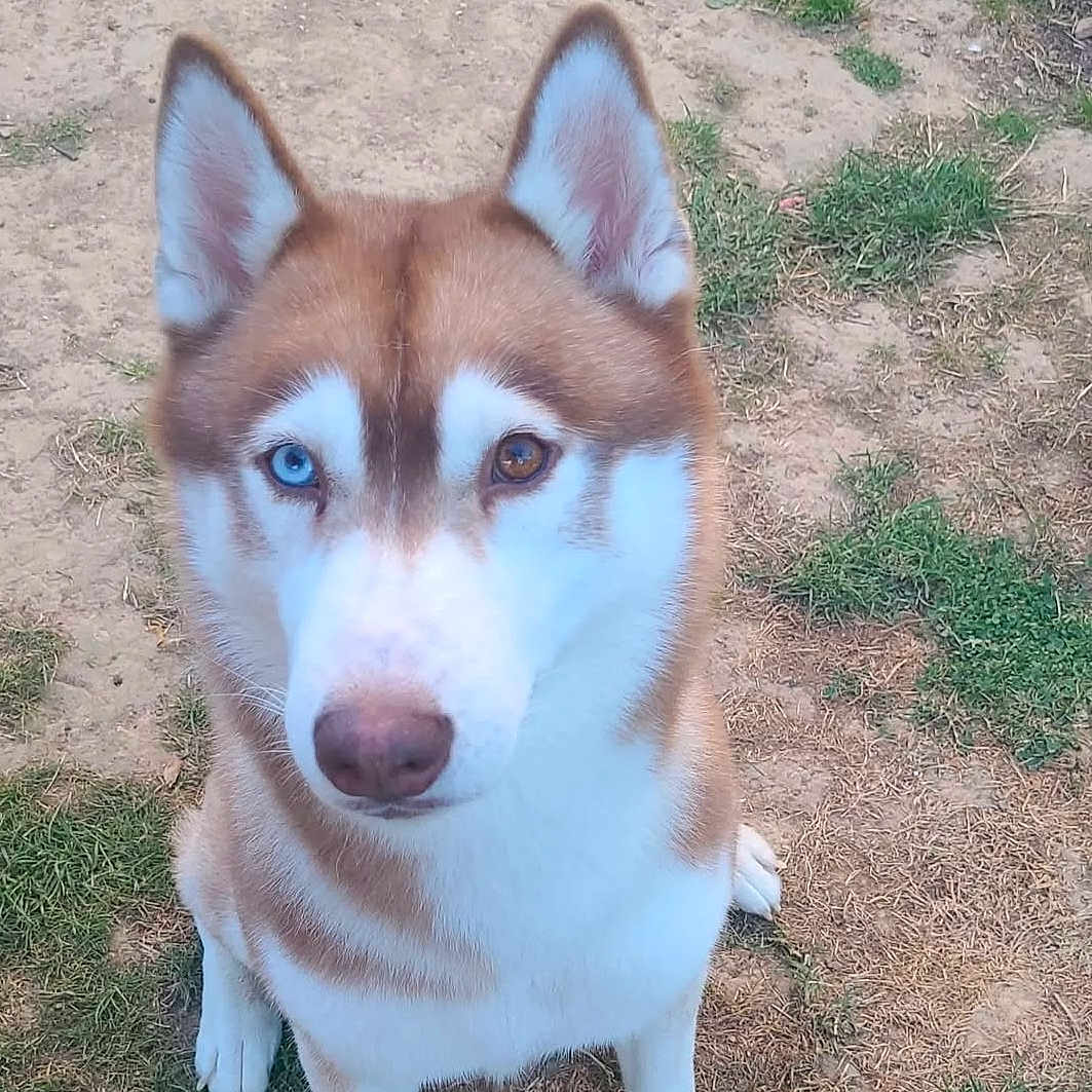 Oubo participe au concours pour gagner de l'argent avec cette photo : animal, blue_eye, brown_and_white_fur, brown_eye, canine, companion, cute, dirt, dog, ears_up, friendly, grass, heterochromia, looking_up, mammal, nature, outdoor, pet, siberian_husky, sitting