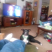 Molly is registered to the contest to win money with this photo: dog, living_room, carpet, furniture, television, person, jeans, socks, coffee_table, box, picture_frame, lamp, cushion, remote_control, shelf, clock, cabinet, toy, blanket, relaxing