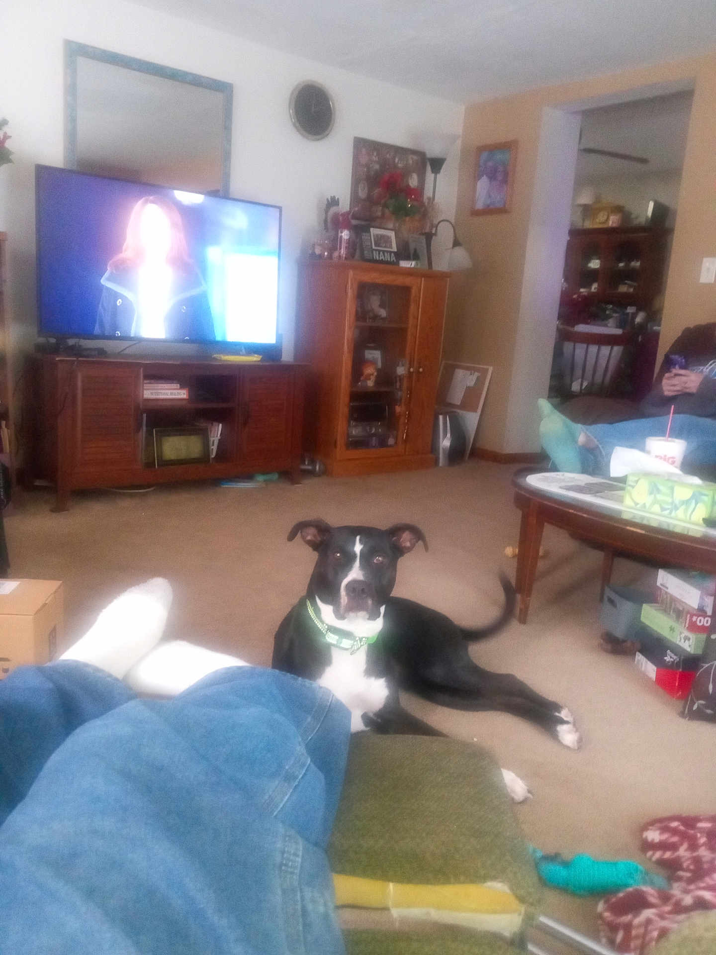 Molly is registered to the contest to win money with this photo: dog, living_room, carpet, furniture, television, person, jeans, socks, coffee_table, box, picture_frame, lamp, cushion, remote_control, shelf, clock, cabinet, toy, blanket, relaxing