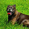 dog, grass, outdoor, sunlight, happy, tongue_out, pet, animal, brown_fur, nature, smiling, canine, greenery, summer, grass_field, resting, muzzle, playful, daytime, cute
