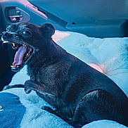 Monki is registered to the contest to win money with this photo: dog, black_dog, pet, car_interior, car_seat, cushion, fluffy_bed, animal, mouth_open, teeth, paw_print, vehicle, window, door_handle, seatbelt, indoor, cute, canine, yawning, resting